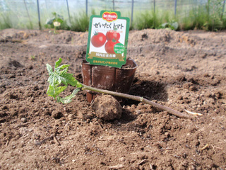 tomato612a.jpg